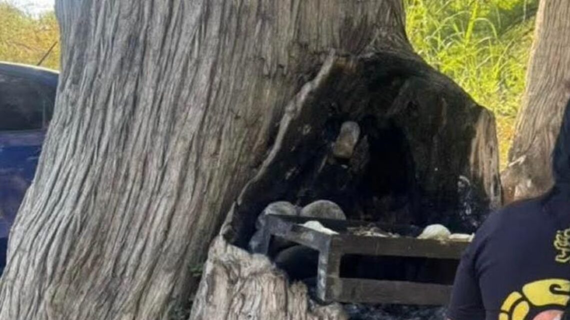 Autoridades arrestan a grupo de hombres por cocinar carne asada en un árbol en Allende, cuidando el entorno natural.