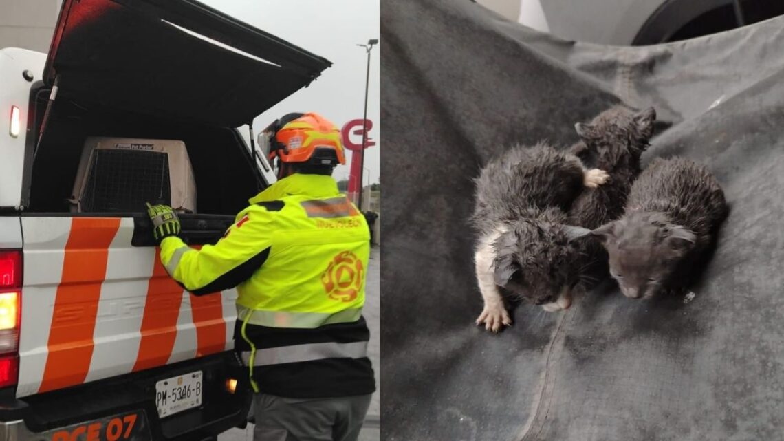 Un valiente rescate en Monterrey salvó a tres gatitos de una tormenta en la colonia Residencial Dinastía. Conoce todos los detalles.