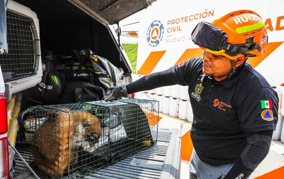 Un coatí es rescatado en el interior del Tec de Monterrey, creando gran expectación entre estudiantes y personal.