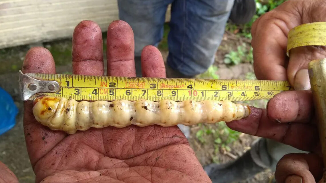 Un equino en Nuevo León se convierte en el primer caso confirmado de gusano barrenador, impacto en la salud animal.