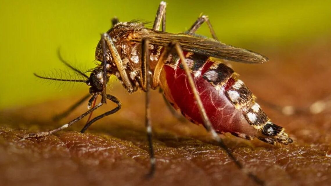 La Secretaría de Salud de Nuevo León confirma que el número de defunciones por dengue alcanza las diez en investigación.