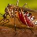 La Secretaría de Salud de Nuevo León confirma que el número de defunciones por dengue alcanza las diez en investigación.