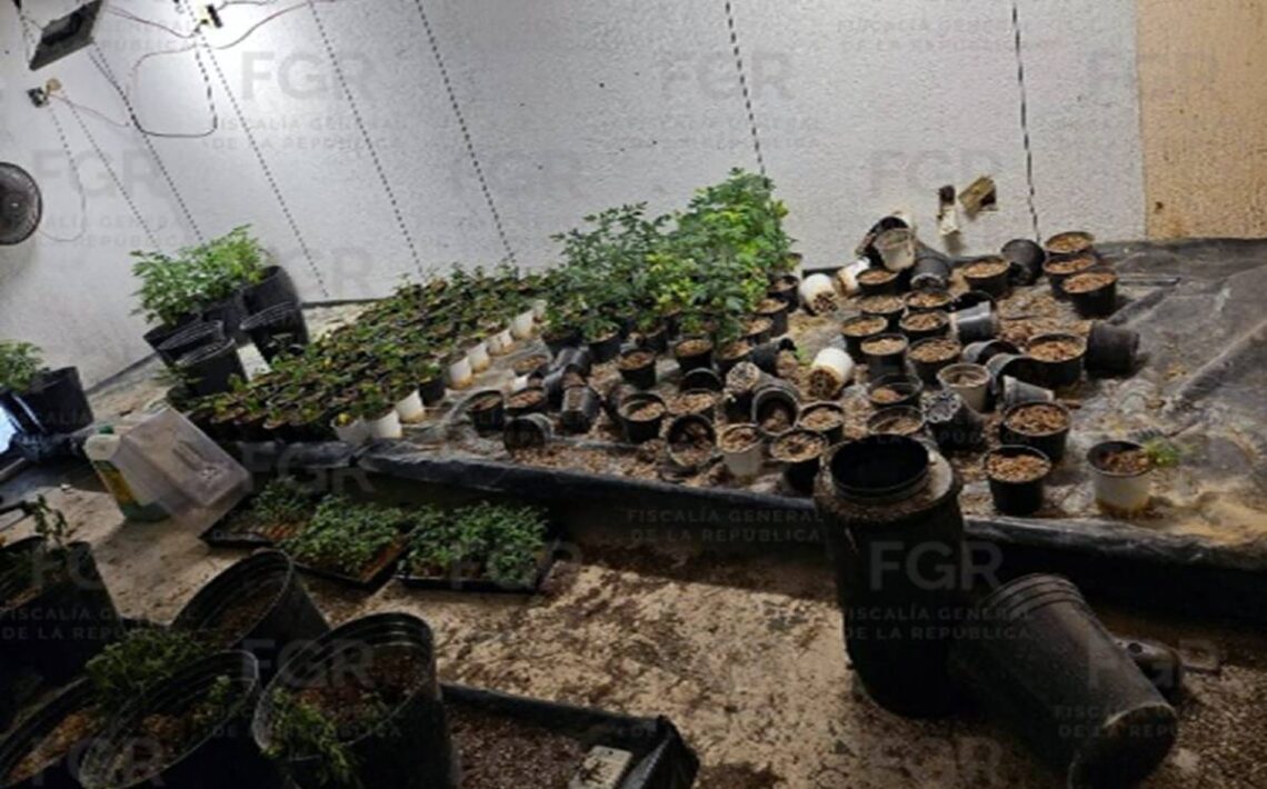 La FGR realizó un cateo en Zapopan, asegurando varias plantas de marihuana, enongoing investigation.