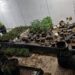 La FGR realizó un cateo en Zapopan, asegurando varias plantas de marihuana, enongoing investigation.