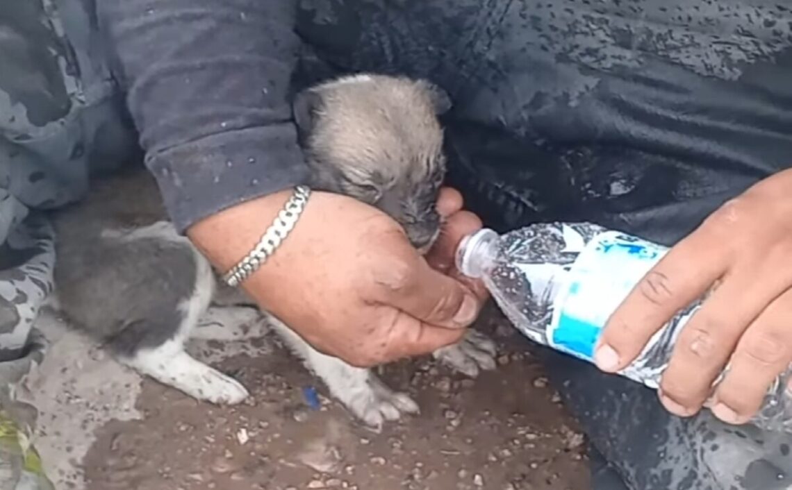 Un cachorro fue rescatado por bomberos en un relleno sanitario incendidado, generando reacciones de solidaridad y esperanza.