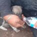 Un cachorro fue rescatado por bomberos en un relleno sanitario incendidado, generando reacciones de solidaridad y esperanza.
