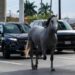 La presencia inesperada de un caballo en la avenida Miguel Alemán generó preocupación entre los conductores y una intensa movilización.