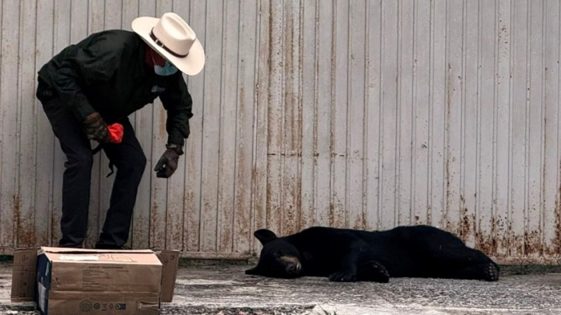 Un oso negro herido tras ser atropellado en Carretera Nacional será operado. Su estado es estable, según las autoridades.