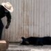 Un oso negro herido tras ser atropellado en Carretera Nacional será operado. Su estado es estable, según las autoridades.