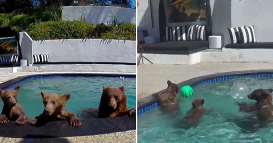 Una curiosa familia de osos disfruta de la piscina de Brian y Ricardo en Monrovia, generando viralidad y cuidado.