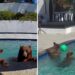 Una curiosa familia de osos disfruta de la piscina de Brian y Ricardo en Monrovia, generando viralidad y cuidado.