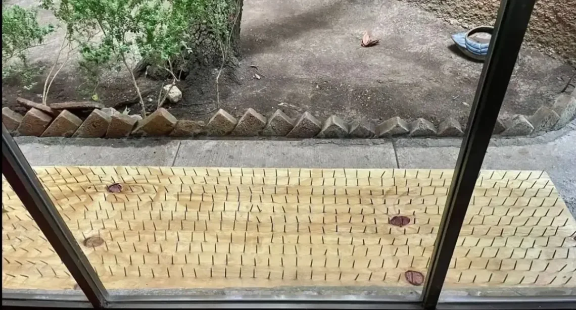 Las trampas antiosos en San Pedro generan inquietud por su posible efecto negativo en la fauna local y el entorno.