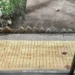 Las trampas antiosos en San Pedro generan inquietud por su posible efecto negativo en la fauna local y el entorno.