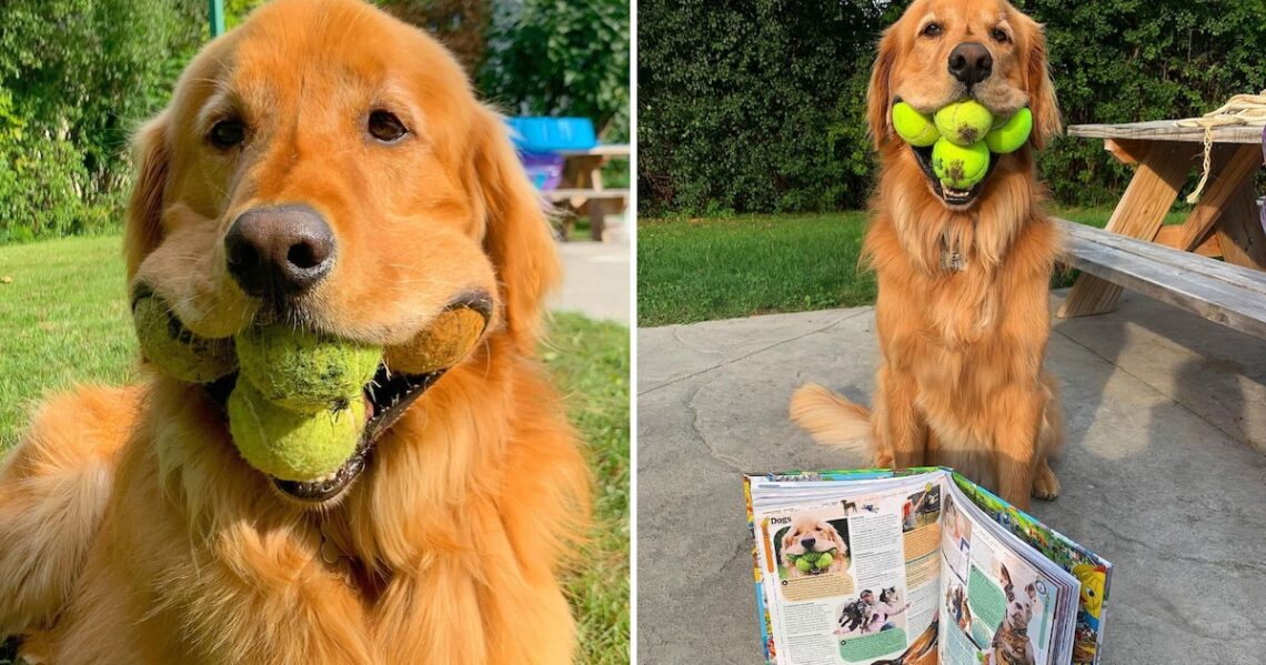 Conoce la increíble historia de Finley, un perro que puede sostener seis pelotas de tenis al mismo tiempo y conquista las redes.