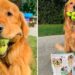 Conoce la increíble historia de Finley, un perro que puede sostener seis pelotas de tenis al mismo tiempo y conquista las redes.